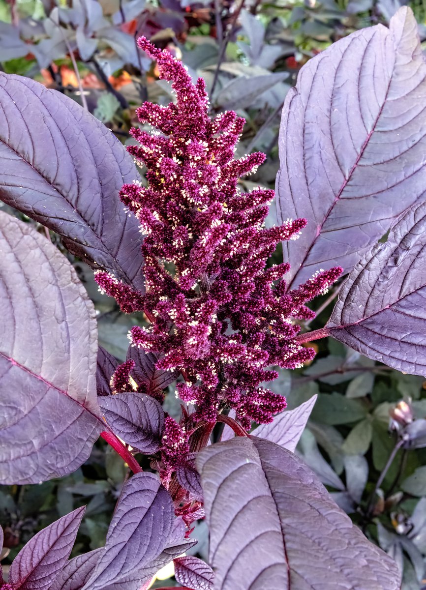 Amaranthus Dik