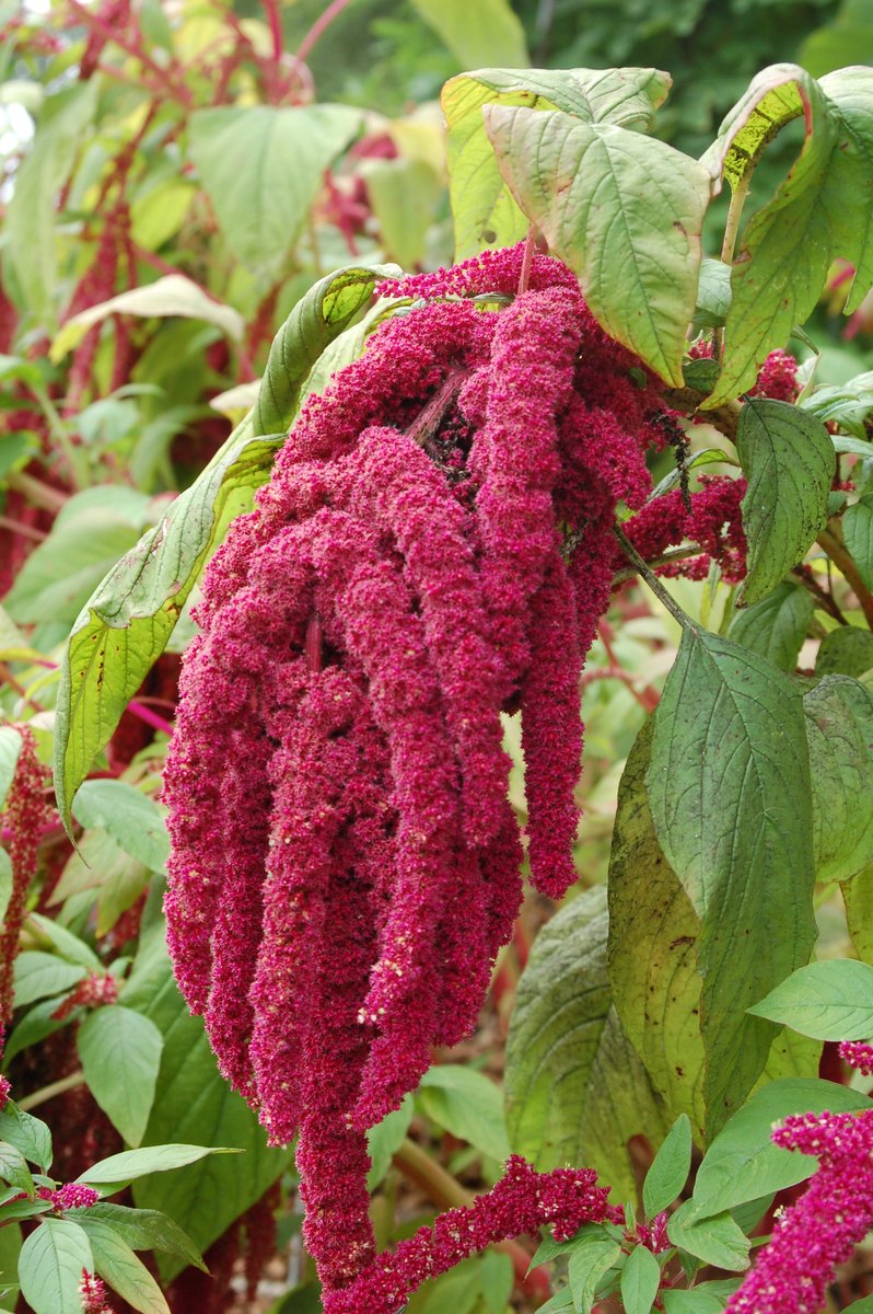 Amaranthus Sarkık