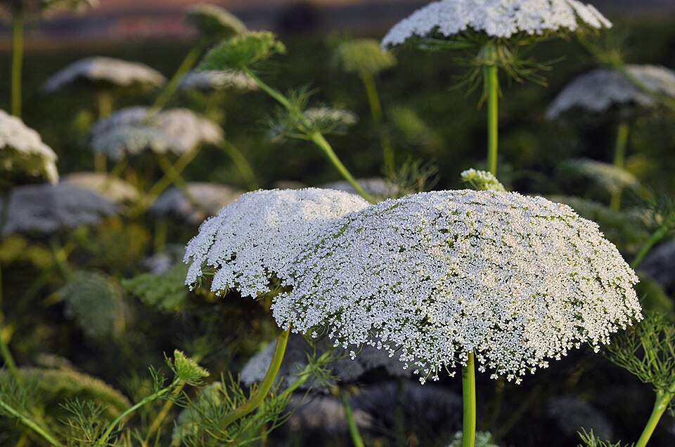 Ammi Visnaga