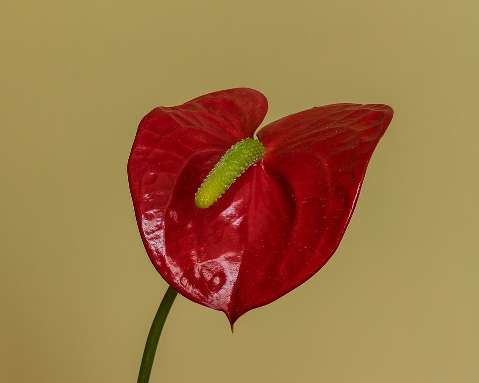 Antoryum Kırmızı