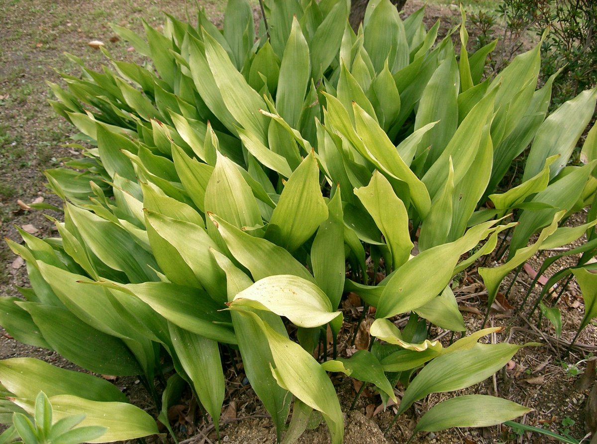 Asbidistra