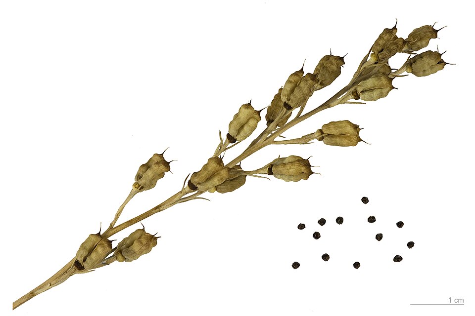 Beyaz Delphinium