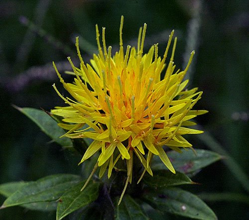 Carthamus
