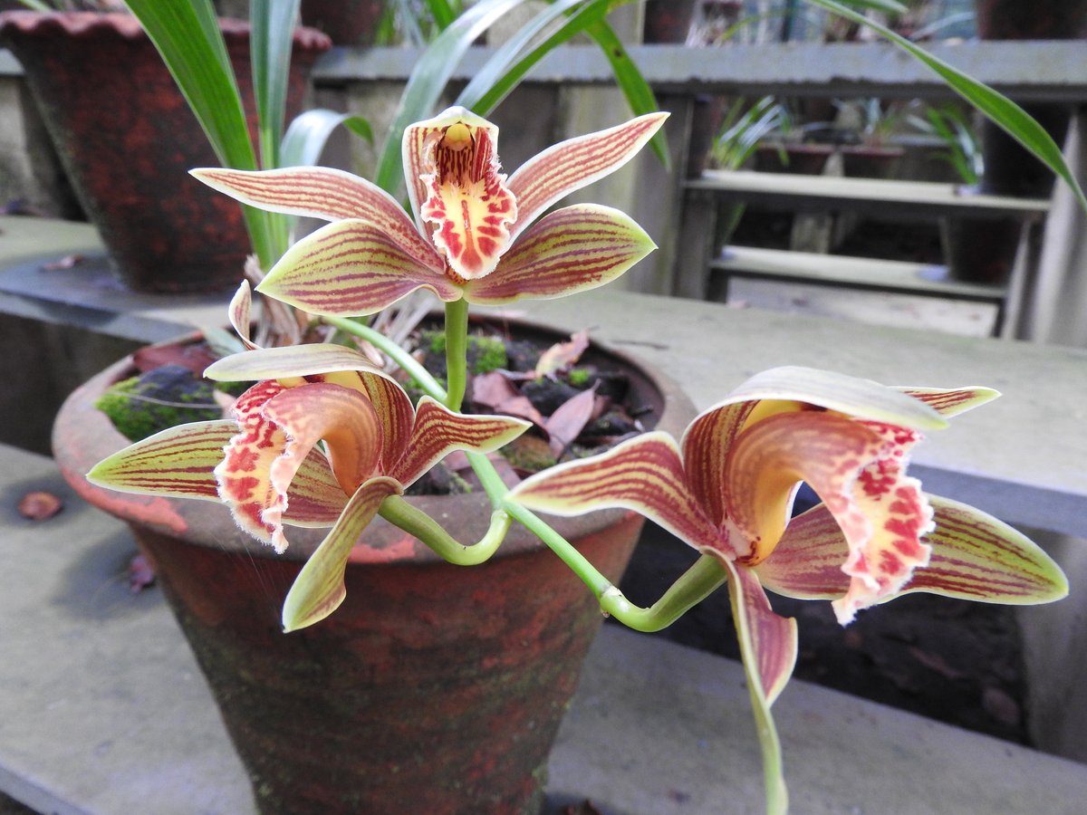 Cymbidium Orkide
