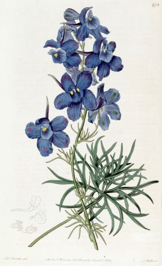 Delphinium Katmersiz