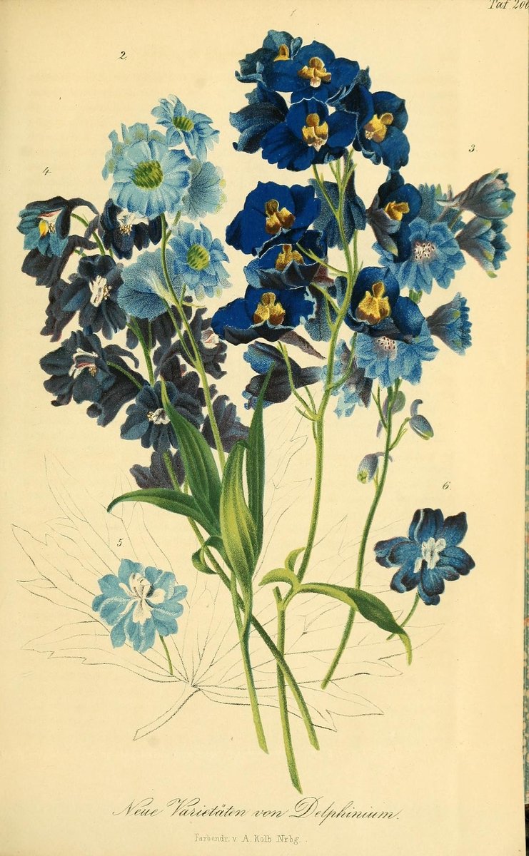 Delphinium Wegener