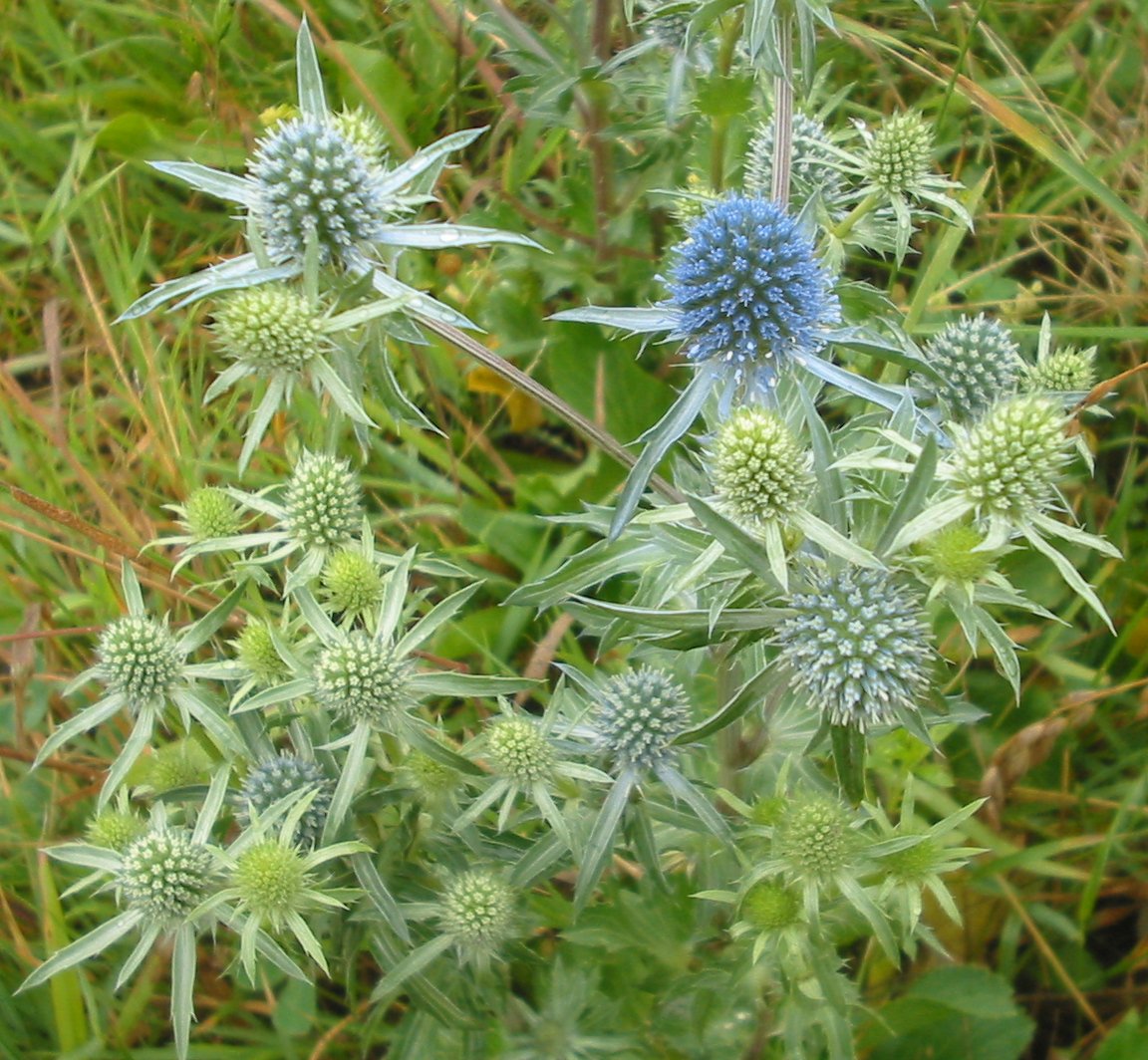 Eryngium