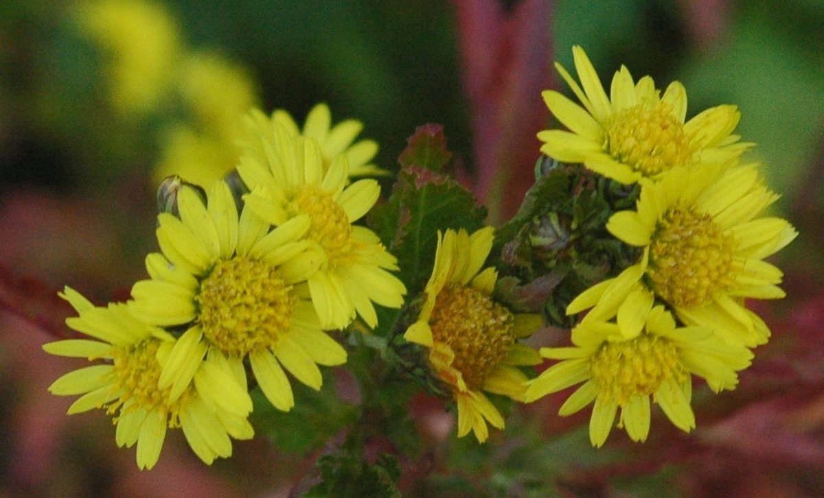Gala