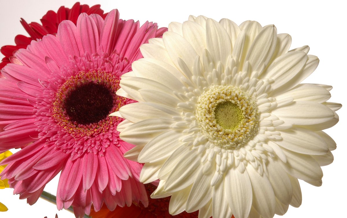 Gerbera Mini