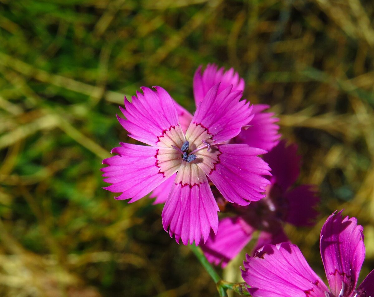 Karanfil Kelle Pembe