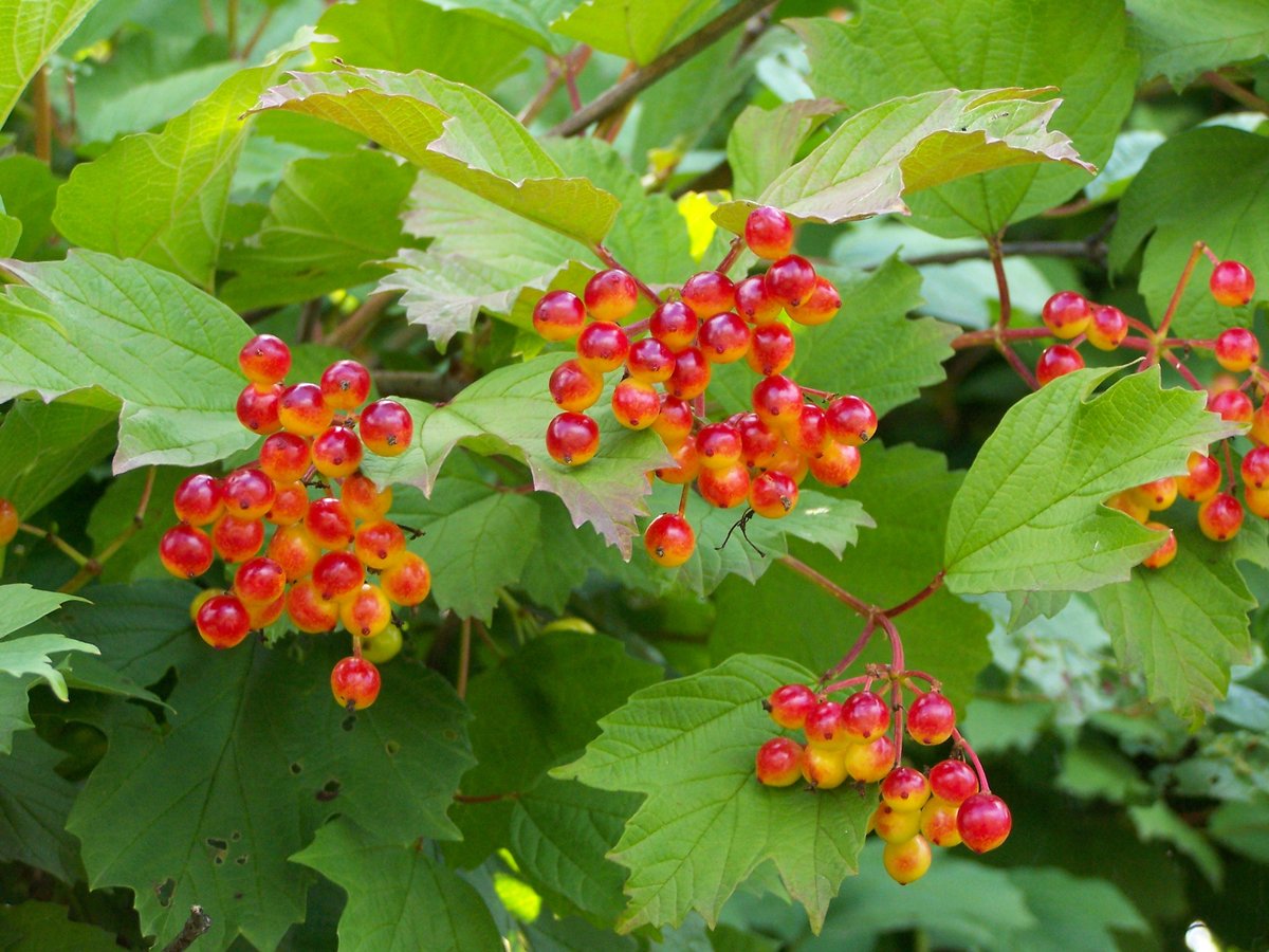 Kartopu Viburnum