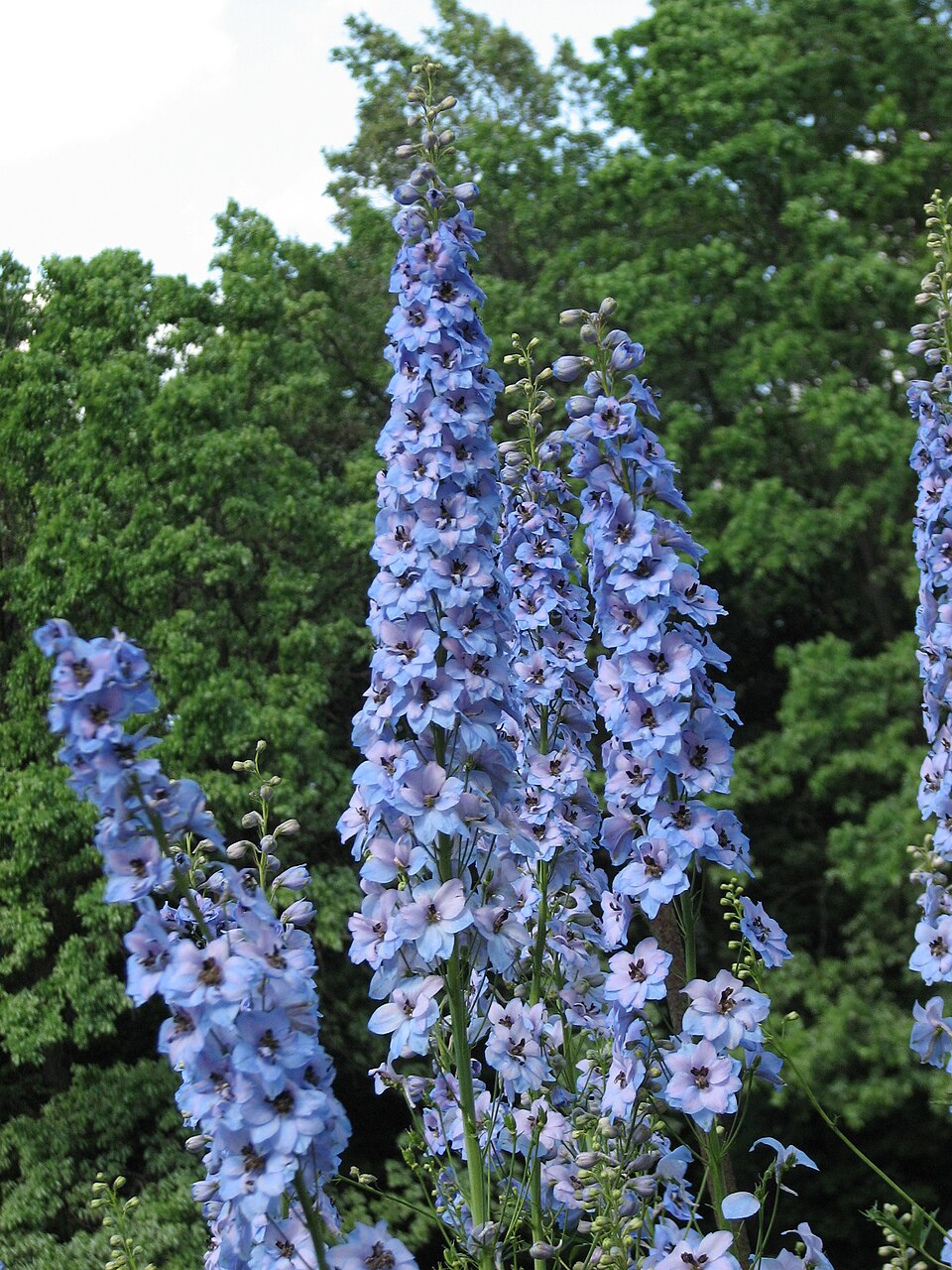 Katmerli Bebe Mavisi Delphinium
