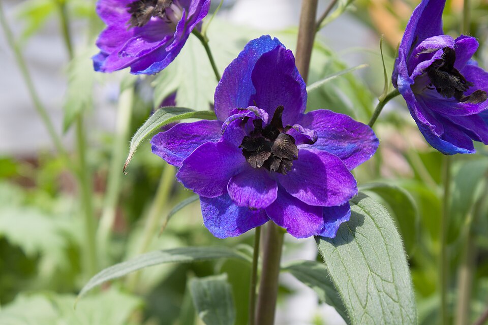 Koyu Mavi Delphinium