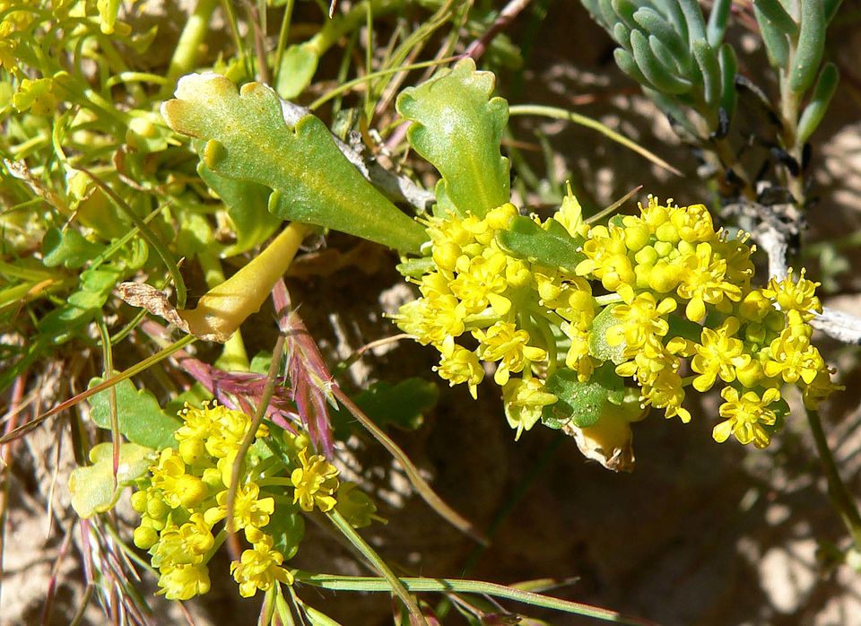 Lepidium