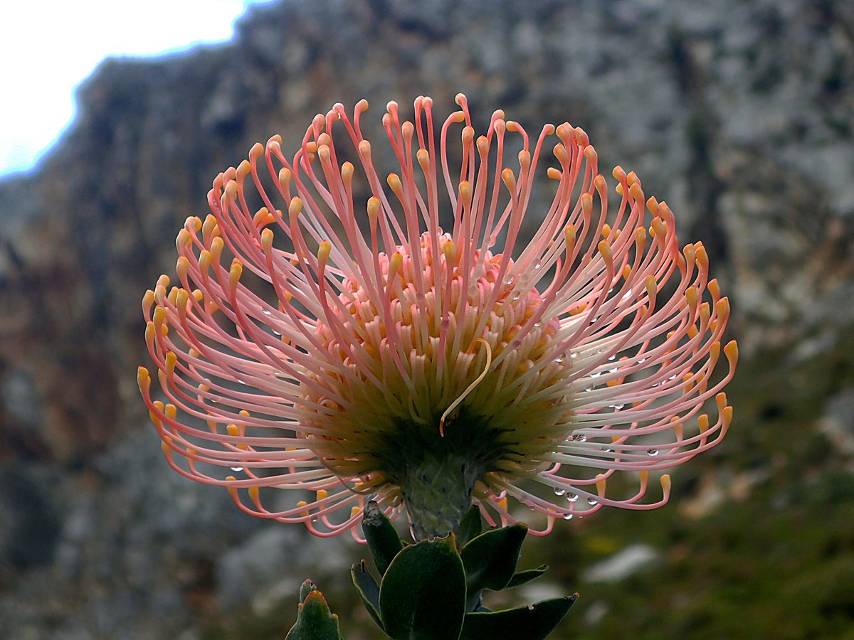 Leucospermum