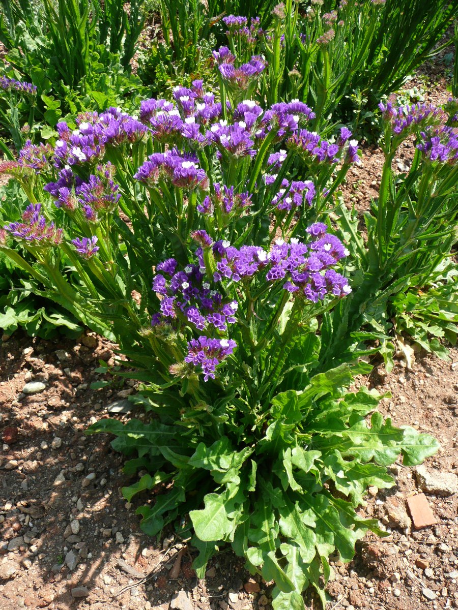 Limonium Kuru