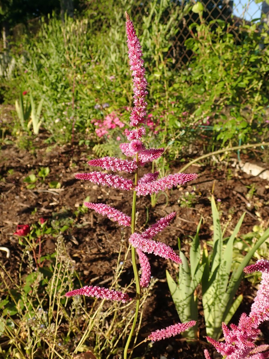 Limonium Suworowi