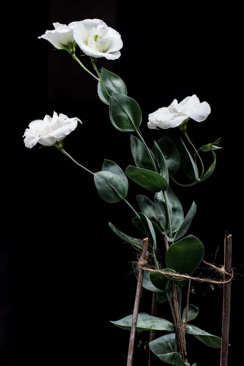 Lisianthus Katmerli