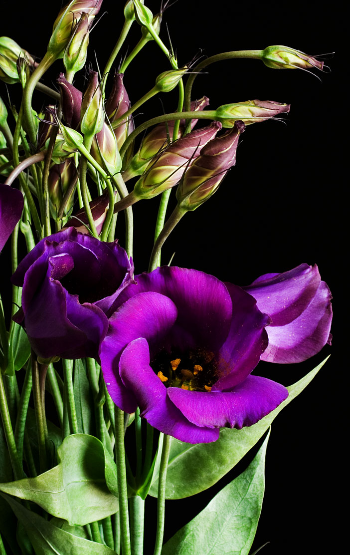 Mor Lisianthus