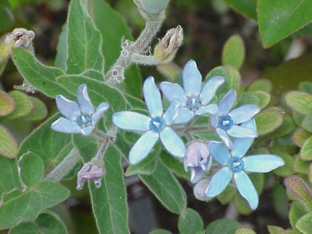 Oxypelatum