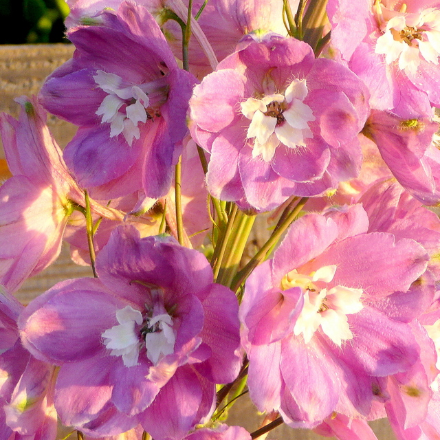 Pembe Delphinium