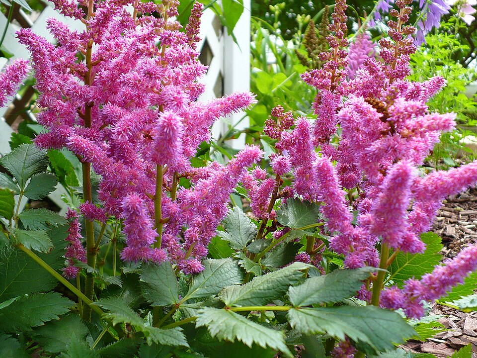 Pembe Fışfırık