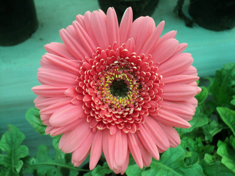 Pembe Gerbera