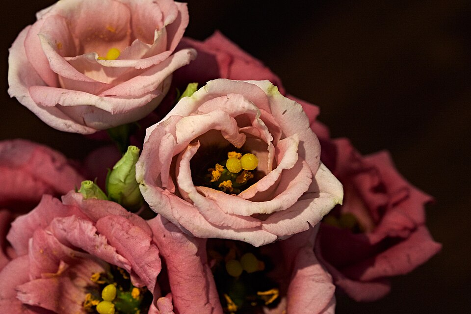 Pembe Lisianthus