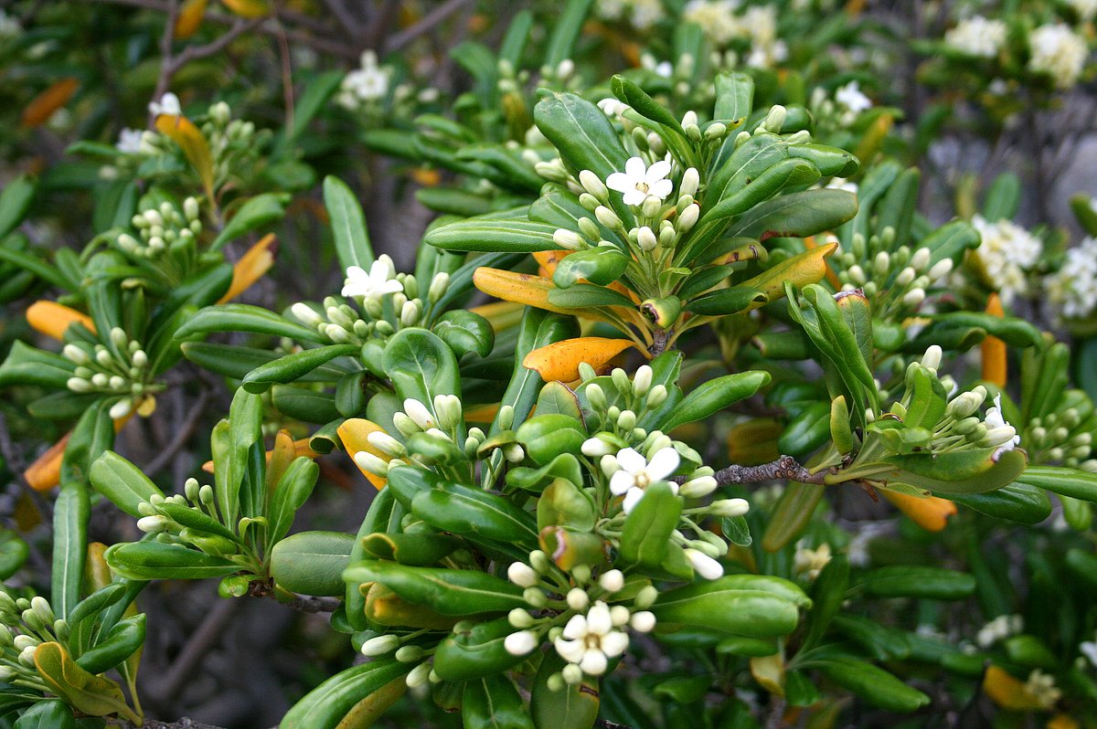Pitosporum