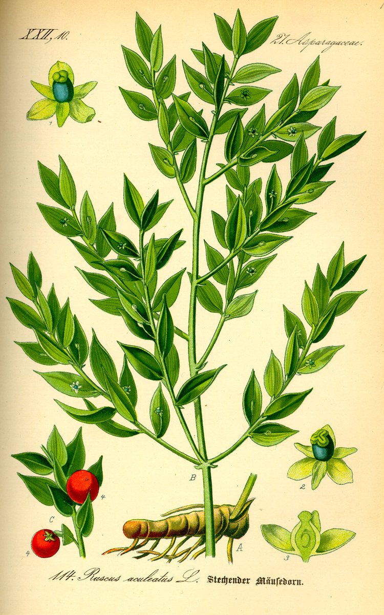 Ruskus