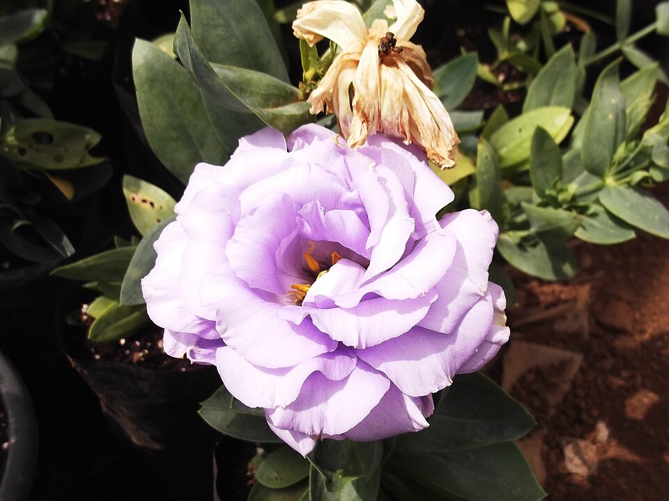 Sarı Lisianthus