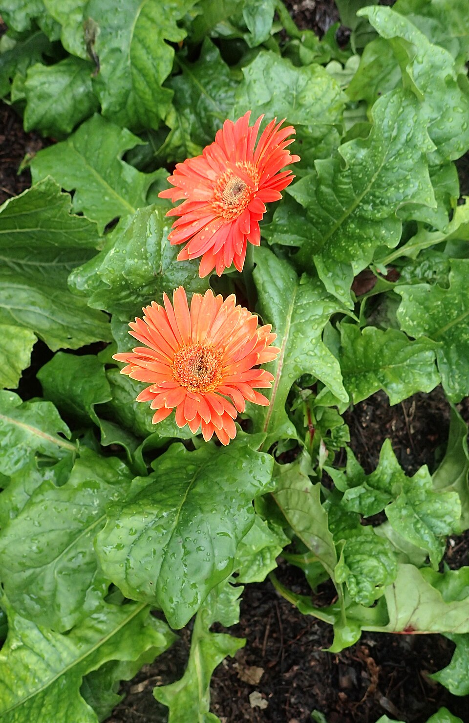 Somon Pembe Gerbera