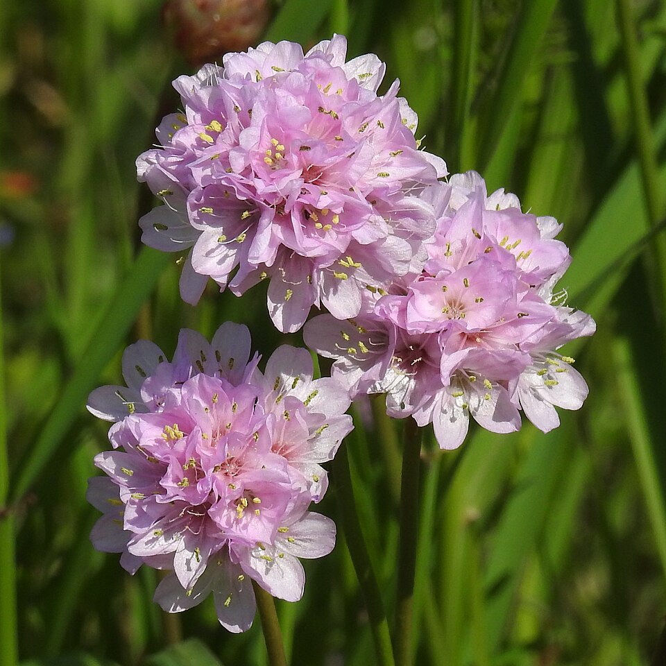 Statis Koyu Pembe