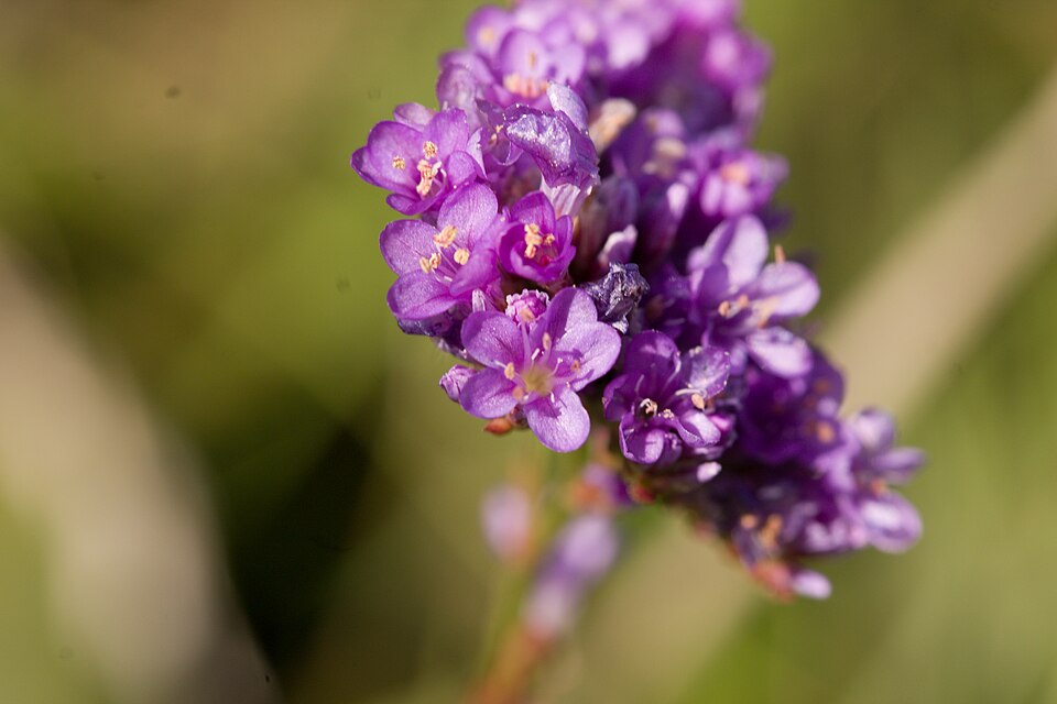 Statis Mor