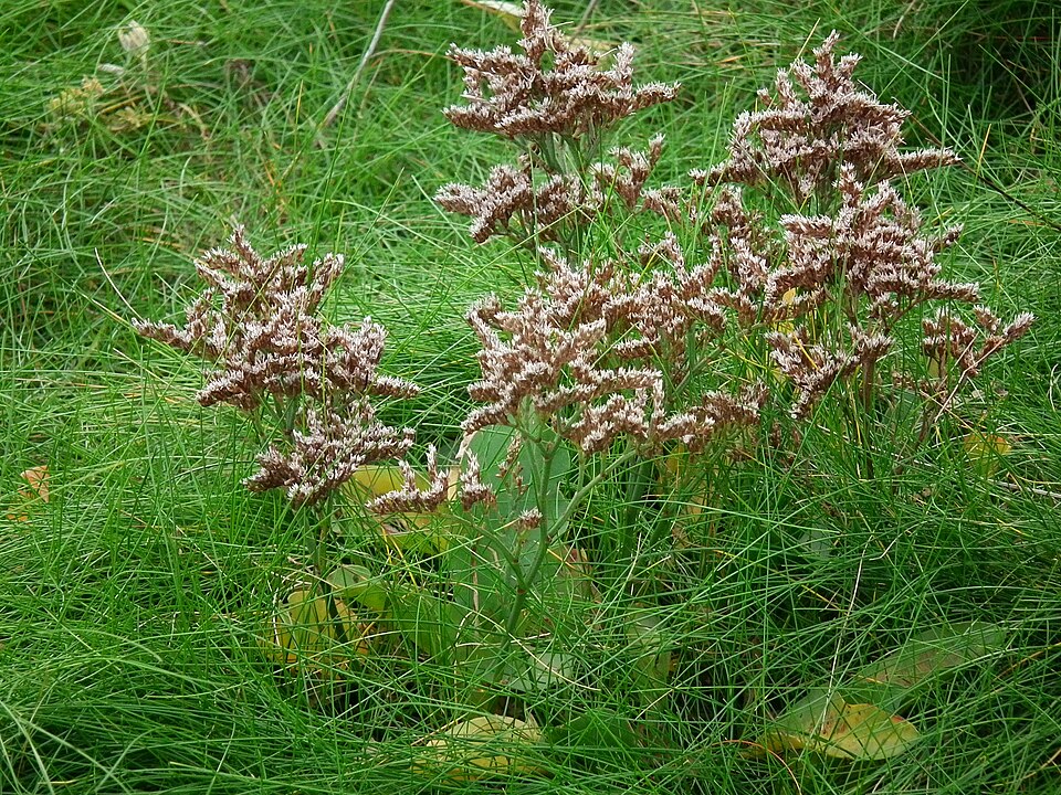 Statis Pembe