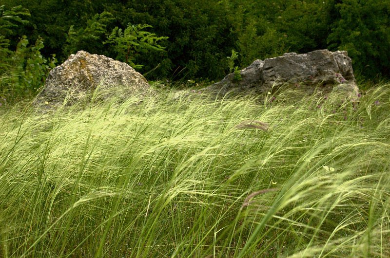 Stipa Pennata