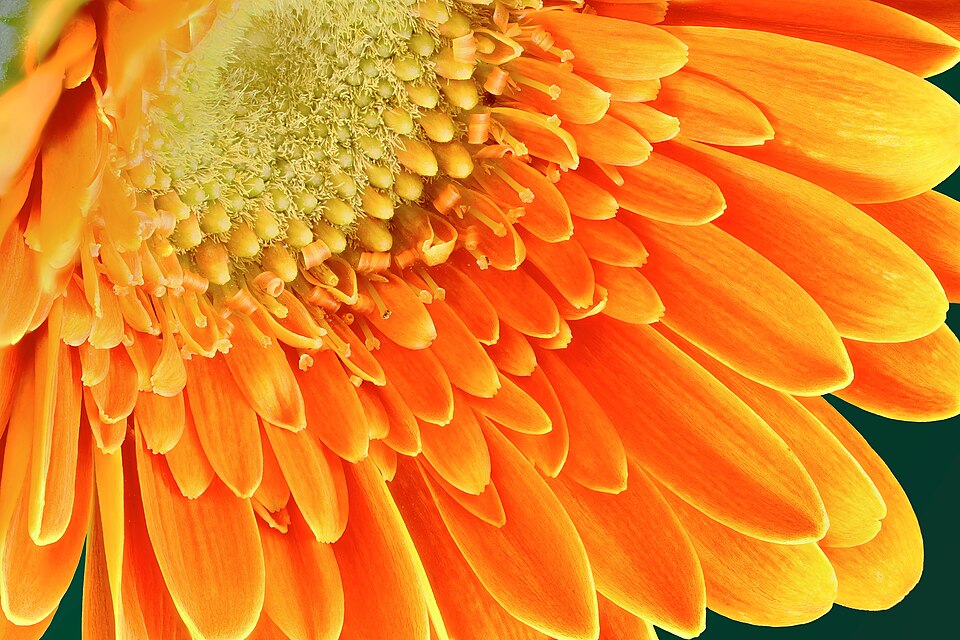 Turuncu Gerbera