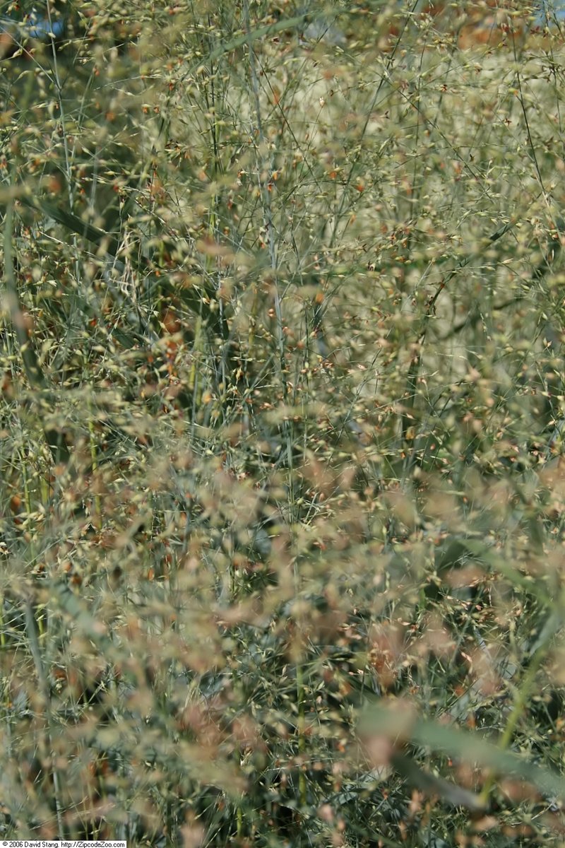 Virgatus